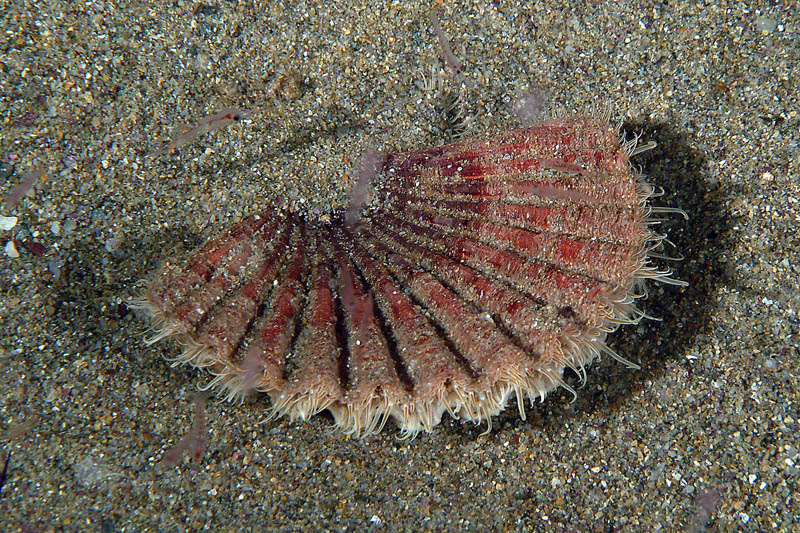 Pecten jacobeus